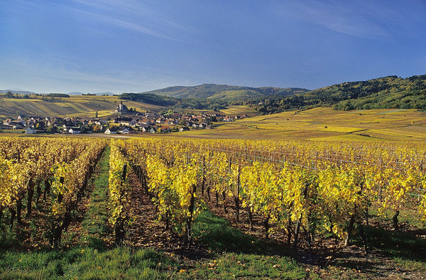 Sylvaner, gewürztraminer ou riesling, l'Alsace regorge de vins, presque tous blancs.