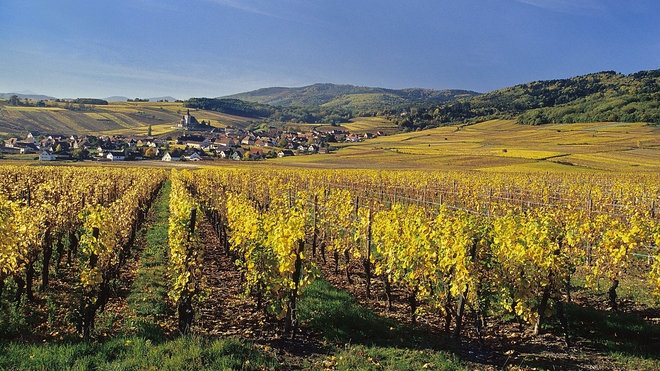 Sylvaner, gewürztraminer ou riesling, l'Alsace regorge de vins, presque tous blancs. Sylvaner, gewürztraminer ou riesling, l'Alsace regorge de vins, presque tous blancs.