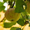 Belle pomme mûre à souhait, dans l'attente d'être pressée.