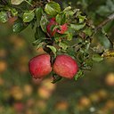 Les pommes à cidre sont cultivées principalement en Bretagne, Normandie, pays de Loire, Picardie, Brie, Pays d’Othe, Thiérache, Savoie, Limousin, Pays Basque…