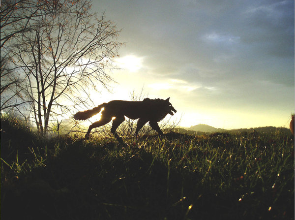 Prédateur en acier découpé, Le Loup de Martine Frossard traverse furtivement la lisière de votre jardin...