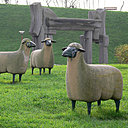 Les moutons des Lalanne affectionnent l’herbe du jardin des sculptures de la ville de Dunkerque.