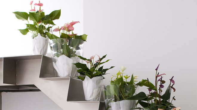 Des anthuriums multicolores, posés sur chaque marche d'un escalier en métal, rendent la décoration plus chaleureuse et n'obligent pas à se lancer dans la peinture.