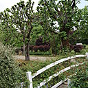 Le restaurant donne sur un joli jardin, aux arbres bien taillés, fierté de Françoise Meneau.