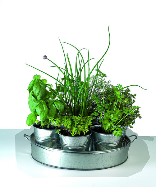 Pour les passionnés de plantes, mais ne possédant pas de jardin, ce plateau de Nature et Découverte propose de faire pousser sept aromates différents et complémentaires. Simple à cultiver, ces herbes possèdent des besoins en commun.