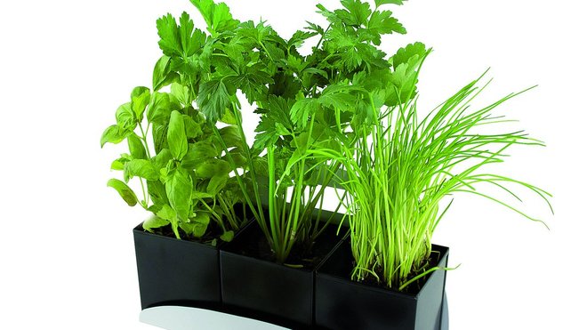 Nature et Découverte propose un contenant nomade, qui pourra se déplacer de son lieu de culture à la table, pour cueillir par chacun les herbes dont il a besoin. Ludique, il se déplace facilement grâce à une anse, qui lui permet en outre d'être en suspension. Nature et Découverte propose un contenant nomade, qui pourra se déplacer de son lieu de culture à la table, pour cueillir par chacun les herbes dont il a besoin. Ludique, il se déplace facilement grâce à une anse, qui lui permet en outre d'être en suspension.