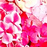 D'un rose vibrant, cet hortensia illuminera votre salon comme votre jardin !