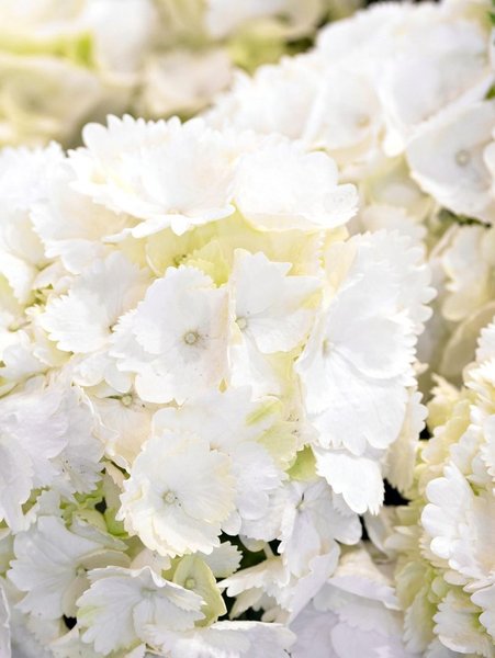 Différentes espèces d'hydrangeas existent. Ici, les pétales immaculés sont joliment dentelés.
