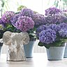 Les hortensias d'intérieur sont plus petits, et leur terre doit constamment rester humide.