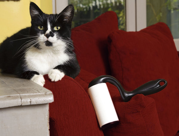 Enfin une brosse ingénieuse pour enlever les poils de chat de son canapé.