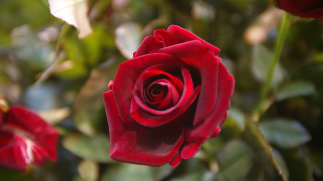 Une rose rouge pour déclarer sa flamme, ou simplement l'entretenir... encore mieux si elle est parfumée !