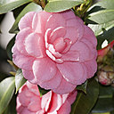 Originaire d'Asie, le camélia séduit nos contrées grâce à sa corolle dense et rosée. La floraison s’étale de décembre à mai, en fonction des espèces. C’est donc la plante idéale pour colorer les jardins d’hiver !