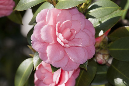 Originaire d'Asie, le camélia séduit nos contrées grâce à sa corolle dense et rosée. La floraison s’étale de décembre à mai, en fonction des espèces. C’est donc la plante idéale pour colorer les jardins d’hiver !