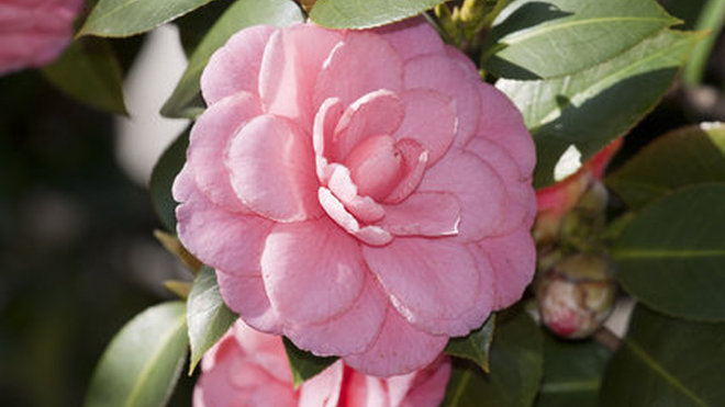 Originaire d'Asie, le camélia séduit nos contrées grâce à sa corolle dense et rosée. La floraison s’étale de décembre à mai, en fonction des espèces. C’est donc la plante idéale pour colorer les jardins d’hiver !