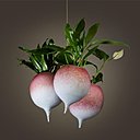 Si Magritte avait crée cette œuvre, il aurait pu l’intituler « Ceci n’est pas un navet ». Reprenant la forme du légume, il s’agit d’un pot à fleur, dont les tiges permettent de travestir la réalité, en image trompeuse.