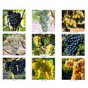 Le Sud Ouest offre des cépages à la palette de goûts variés somme des rouges fruités ou corsés, des blancs secs ou moelleux, des rosés friands.