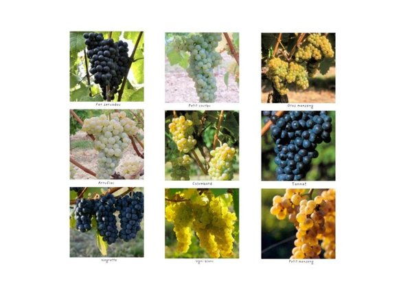 Le Sud Ouest offre des cépages à la palette de goûts variés somme des rouges fruités ou corsés, des blancs secs ou moelleux, des rosés friands.