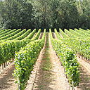 Les vignes s'étalent sur près de 4000 hectares.