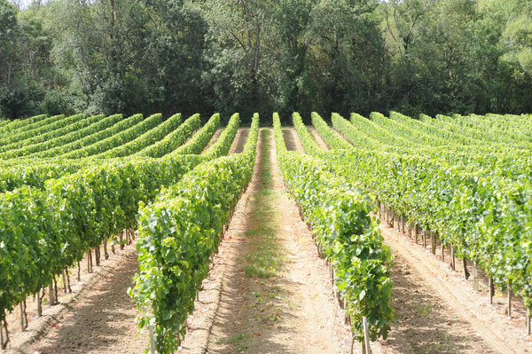 Les vignes s'étalent sur près de 4000 hectares.