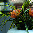 Les fleurs et les plantes sont les pinceaux de David Bitton.
