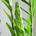 Idéal pour l’intérieur de la maison, le zamioculcas est une plante esthétique, qui peut atteindre jusqu’à un mètre de hauteur. Ses tiges se présentent sous forme de touffes, dont les folioles des feuilles jouent sur une forme elliptique.
