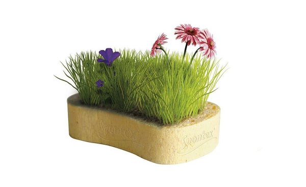 L’éponge « Assoiffée » joue sur le pouvoir de l’absorption, à tel point qu’on pourrait y cultiver un jardin. Dès un contact avec un liquide, elle l’absorbe jusqu’à 20 fois son poids à sec.