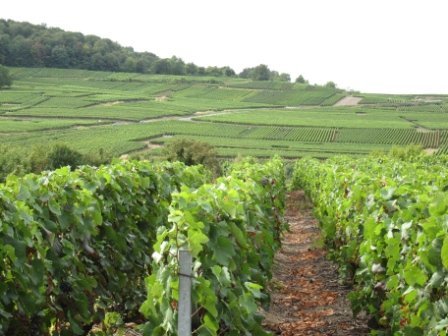 L’œnoPass créé par la Champagne Ardenne permet de découvrir 10 lieux uniques dans d'excellentes conditions.