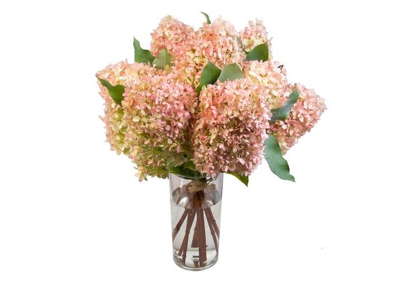D’une variété dite Paniculata, ces hortensias d’Aquarelle sont assemblés en un bouquet pouvant atteindre jusqu’à 60 cm de hauteur. D’une tenue de quinze jours, les fleurs se rassemblent en pompon, où le rose s’amuse à se montrer sous tous les tons.
