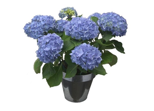 Avec un peu d’ardoise pillée au pied de la plante, l’hortensia se plaît à croître, en présentant une floraison aux couleurs bleutées. Aquarelle vous propose une plante en pot, dont les fleurs se montrent épanouies un mois au minimum.