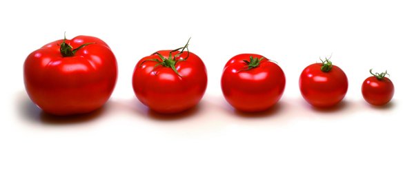 Plus de 430 variétés de tomates sont inscrites dans le catalogue français sur 2 600 variétés inscrites dans le catalogue européen.