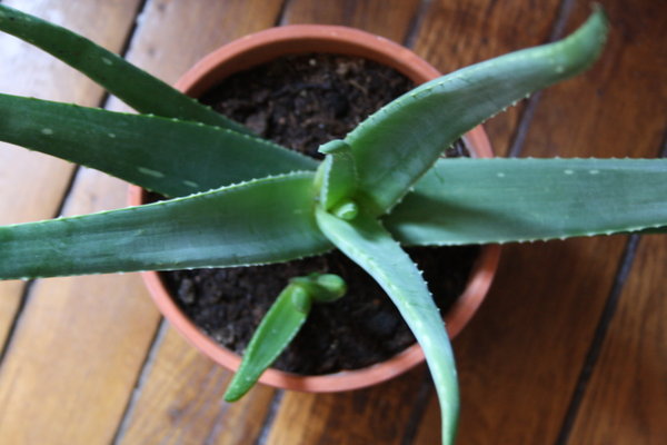 Avec ses feuilles pouvant atteindre jusqu’à 60 cm, l’aloé vera est reconnaissable aux légères dentelures sur ses bords. Lorsque l’une des feuilles est découpée, elle laisse à jour une pulpe, servant en cosmétologie, cuisine ou médecine.