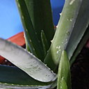 Idéal à déguster durant la saison chaude, l’aloé vera se prête à toutes les cuisines, du sucré au salé, où sa fraîcheur en bouche fait la part belle aux saveurs exotiques. Décorative et pratique, elle est indispensable dans son jardin.
