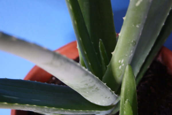 Idéal à déguster durant la saison chaude, l’aloé vera se prête à toutes les cuisines, du sucré au salé, où sa fraîcheur en bouche fait la part belle aux saveurs exotiques. Décorative et pratique, elle est indispensable dans son jardin.