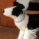 Border Collie, chien de berger. Border Collie, chien de berger.