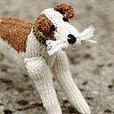 Fox terrier à mailles lisses Fox terrier à mailles lisses