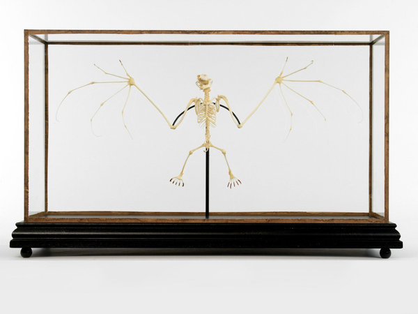 Comme une évocation des vanités, les squelettes sont idéals dans un cabinet de curiosité à l’instar de cette roussette de Deyrolle, dont l’envergure donne l’impression qu’elle est prête à prendre son envol.