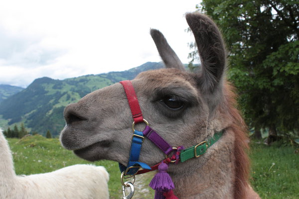 L'un des lamas de Hugo Friedlen. Votre compagnon le temps d'un treckking dans la belle montagne environnante.