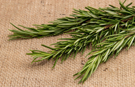 Mythes et légendes pullulent sur les pouvoirs extraordinaires du romarin, mais c’est surtout en cuisine que ses notes aromatiques font des merveilles, en distillant un délicieux goût de Provence.