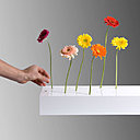 Pourquoi ne pas décorer son intérieur avec de véritables fleurs, qui prennent place sur cette tablette végétale « Vidame Création » du designer Julien Vidame pour Homology, qui marque une rupture avec le vase traditionnel.