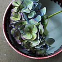 Habitué des jardins basques et bretons, l'hortensia se travaille aussi en décore de table.