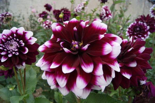 Au château de la Bourdaisière, un jardin uniquement consacré aux dahlias de toutes les espèces et toutes les couleurs est ouvert à la visite: le Dahliacolor.