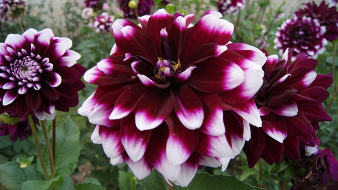 Au château de la Bourdaisière, un jardin uniquement consacré aux dahlias de toutes les espèces et toutes les couleurs est ouvert à la visite: le Dahliacolor. Au château de la Bourdaisière, un jardin uniquement consacré aux dahlias de toutes les espèces et toutes les couleurs est ouvert à la visite: le Dahliacolor.