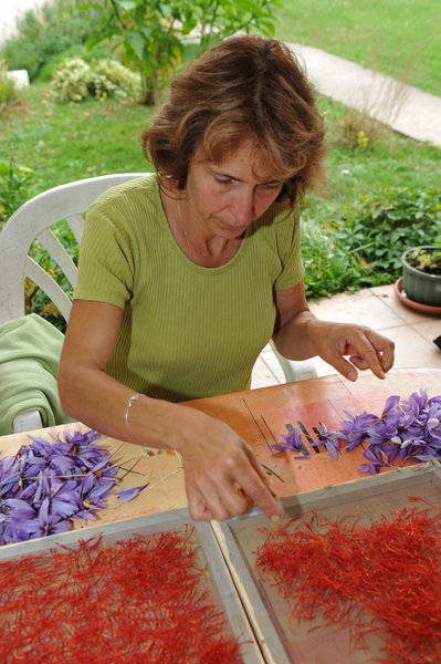 Tri délicat et à la main des filaments de safran chez les Camus à Arc-en-Barrois.