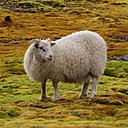 Le mouton Sauður qui donne cette magnifique laine.