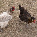 Canard, poulet, dinde, caille, faisan, oie, perdreau, pintade et même autruche... toute la basse cour passe dans les casseroles expertes de Sophie Dudemaine.