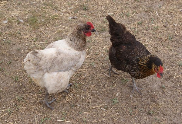 Canard, poulet, dinde, caille, faisan, oie, perdreau, pintade et même autruche... toute la basse cour passe dans les casseroles expertes de Sophie Dudemaine.
