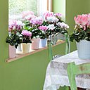 Les fleurs des cyclamens sont abondantes et peuvent être  rouges, roses, blanches, voire panachées.