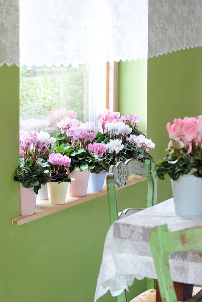 Les fleurs des cyclamens sont abondantes et peuvent être  rouges, roses, blanches, voire panachées.