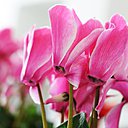 Le cyclamen vous réconfortera tout au long de l’hiver en veillant sur votre santé et votre bonne humeur.