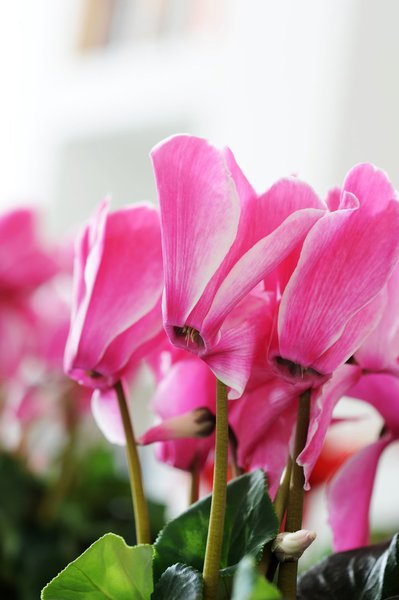 Le cyclamen vous réconfortera tout au long de l’hiver en veillant sur votre santé et votre bonne humeur.